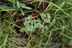 Euphorbia kadapensis
